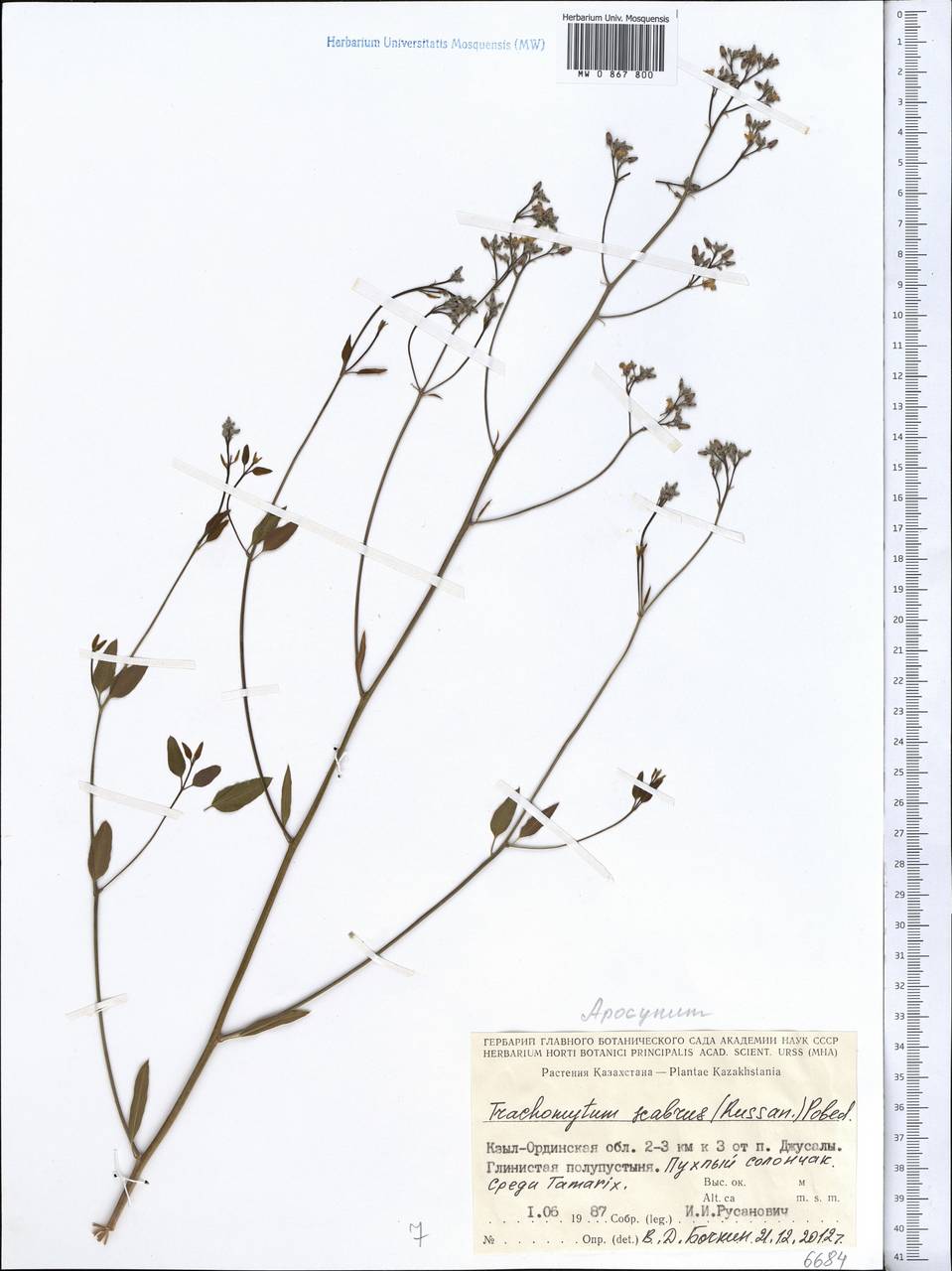 Poacynum scabrum (Russanov) Mavrodiev, Laktionov & Yu. E. Alexeev, Средняя Азия и Казахстан, Сырдарьинские пустыни и Кызылкумы (M7) (Казахстан)