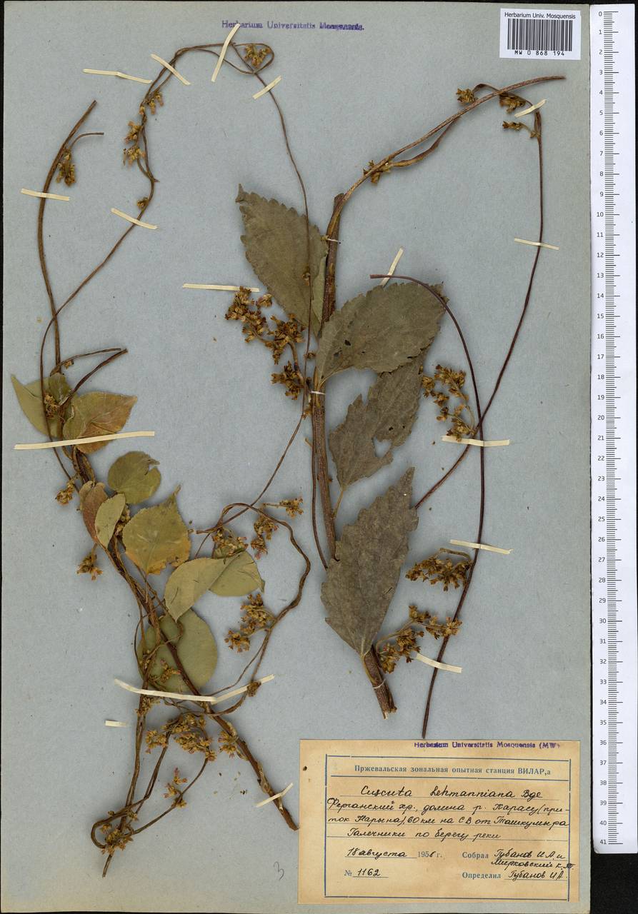 Повилика Лемана Bunge, Средняя Азия и Казахстан, Западный Тянь-Шань и Каратау (M3) (Киргизия)