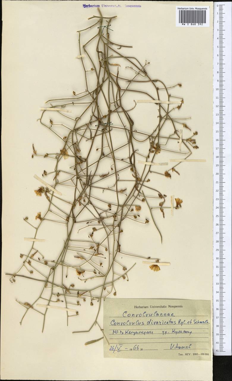 Вьюнок растопыренный Regel & Schmalh., Средняя Азия и Казахстан, Сырдарьинские пустыни и Кызылкумы (M7) (Узбекистан)