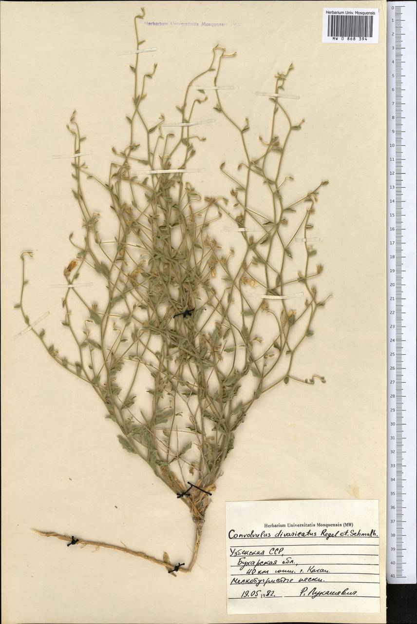 Вьюнок растопыренный Regel & Schmalh., Средняя Азия и Казахстан, Сырдарьинские пустыни и Кызылкумы (M7) (Узбекистан)