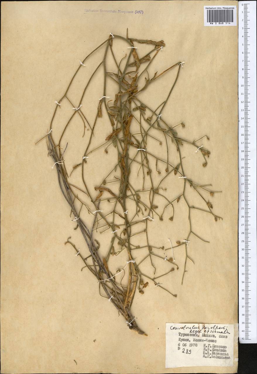 Вьюнок песколюбивый Boiss. & Buhse, Средняя Азия и Казахстан, Копетдаг, Бадхыз, Малый и Большой Балхан (M1) (Туркмения)