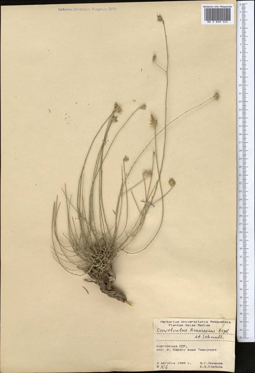 Вьюнок Краузе Regel & Schmalh., Средняя Азия и Казахстан, Западный Тянь-Шань и Каратау (M3) (Киргизия)