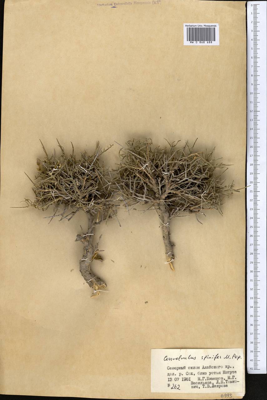 Вьюнок колючий Popov, Средняя Азия и Казахстан, Памир и Памиро-Алай (M2) (Киргизия)