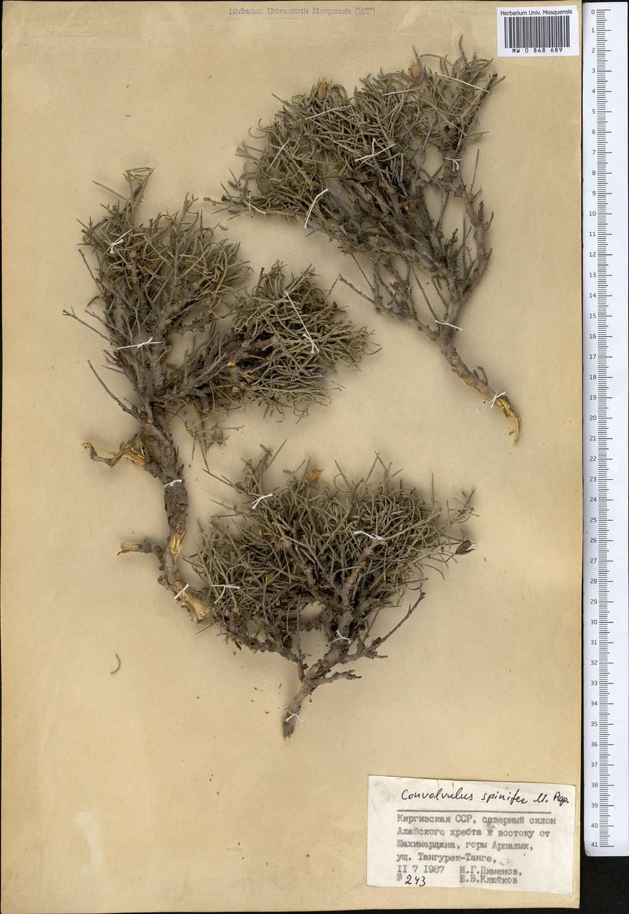 Вьюнок колючий Popov, Средняя Азия и Казахстан, Памир и Памиро-Алай (M2) (Киргизия)