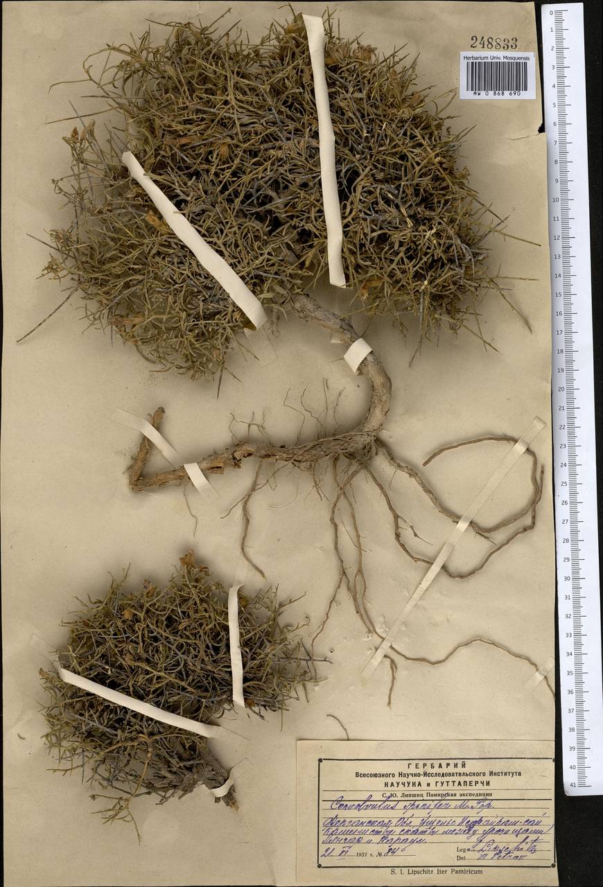 Вьюнок колючий Popov, Средняя Азия и Казахстан, Памир и Памиро-Алай (M2) (Киргизия)