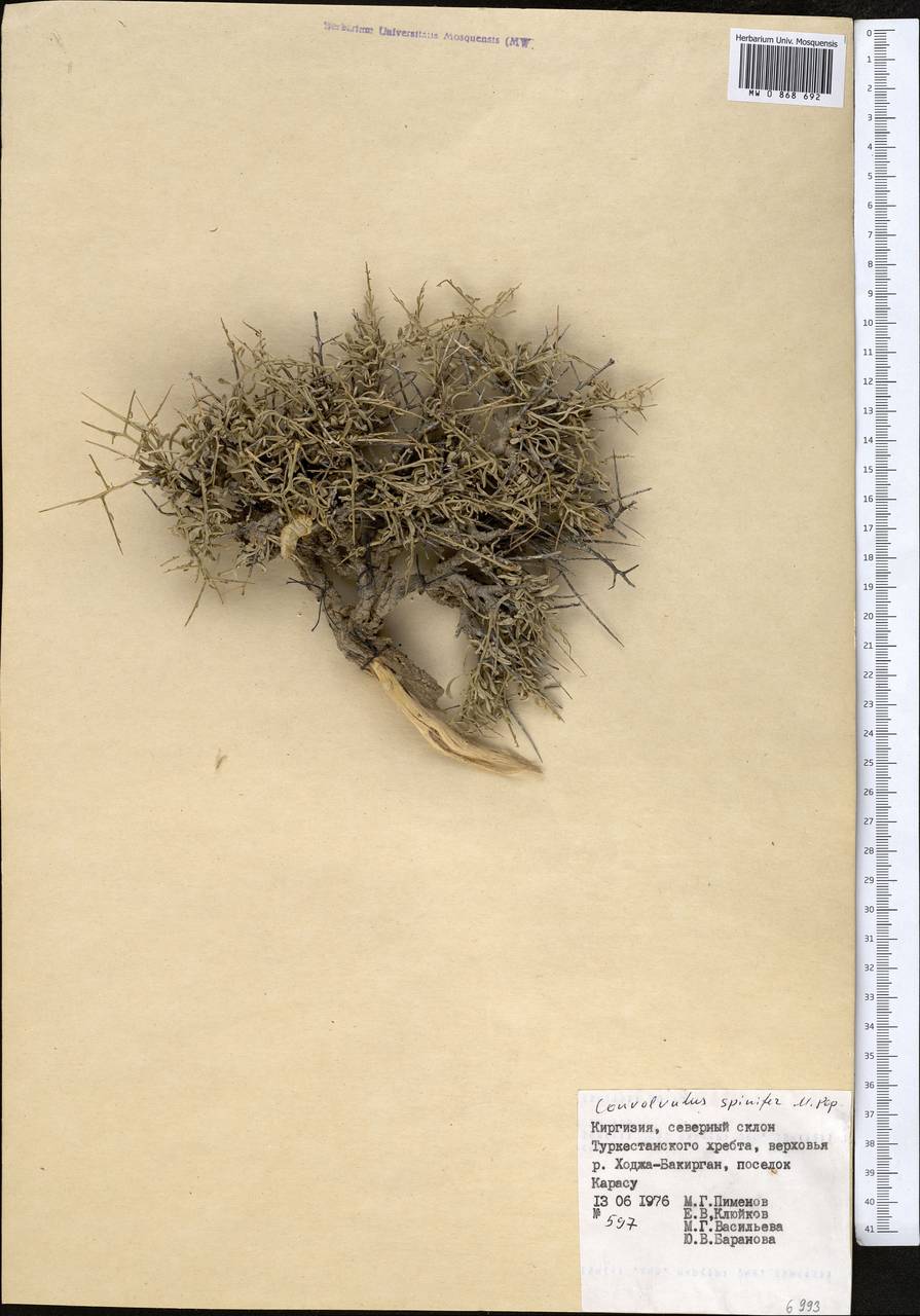 Вьюнок колючий Popov, Средняя Азия и Казахстан, Памир и Памиро-Алай (M2) (Киргизия)