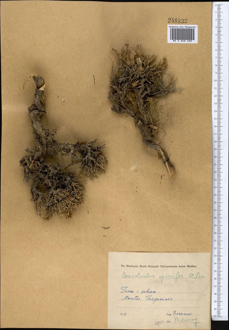 Вьюнок колючий Popov, Средняя Азия и Казахстан, Западный Тянь-Шань и Каратау (M3)