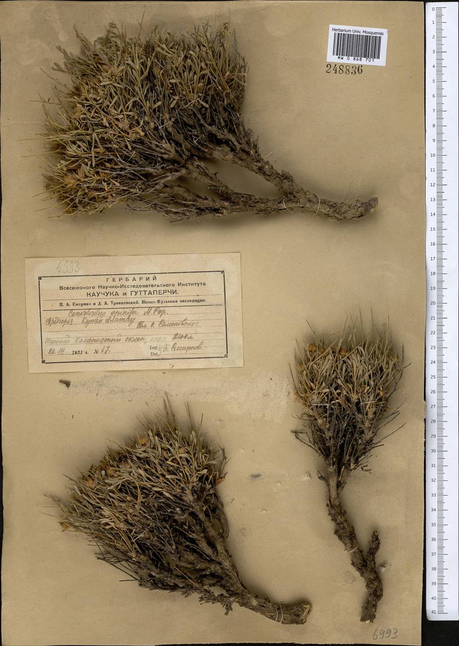 Вьюнок колючий Popov, Средняя Азия и Казахстан, Северный и Центральный Тянь-Шань (M4) (Киргизия)