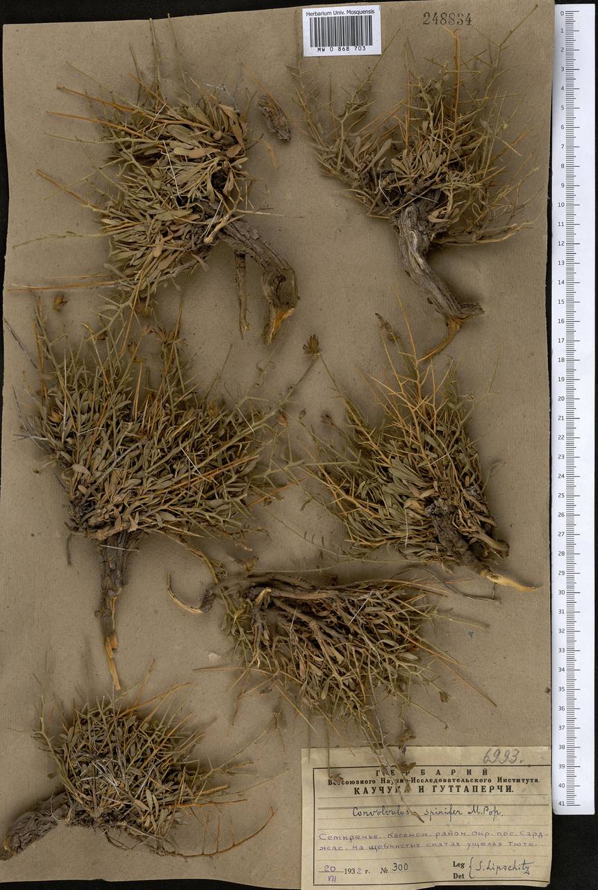 Вьюнок колючий Popov, Средняя Азия и Казахстан, Северный и Центральный Тянь-Шань (M4) (Казахстан)