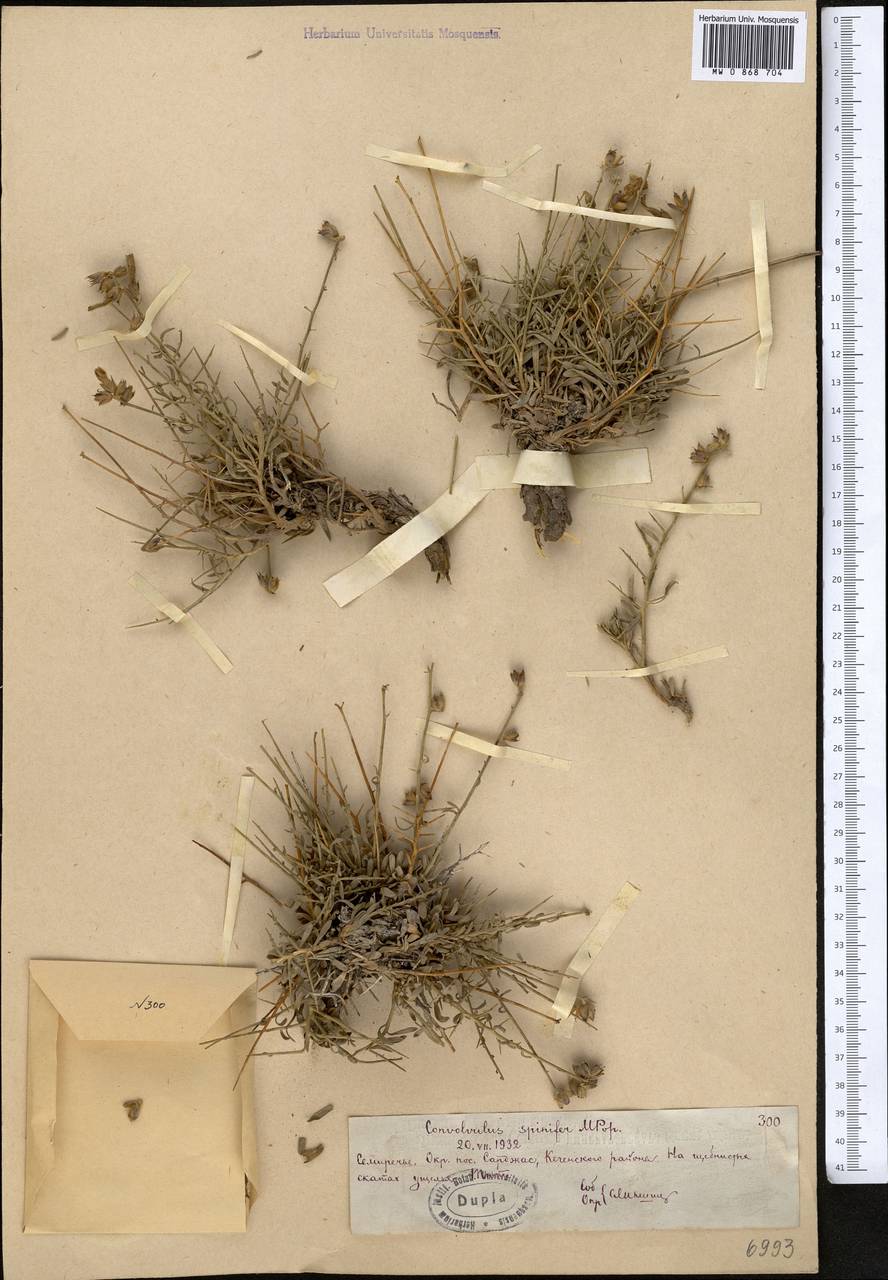 Вьюнок колючий Popov, Средняя Азия и Казахстан, Северный и Центральный Тянь-Шань (M4) (Казахстан)