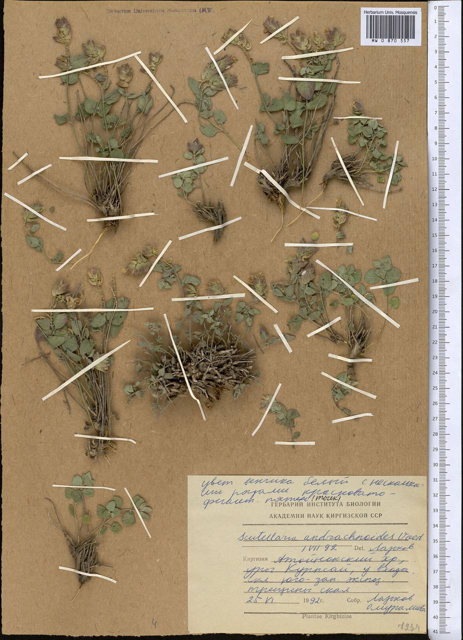 Scutellaria andrachnoides Vved., Средняя Азия и Казахстан, Северный и Центральный Тянь-Шань (M4) (Киргизия)