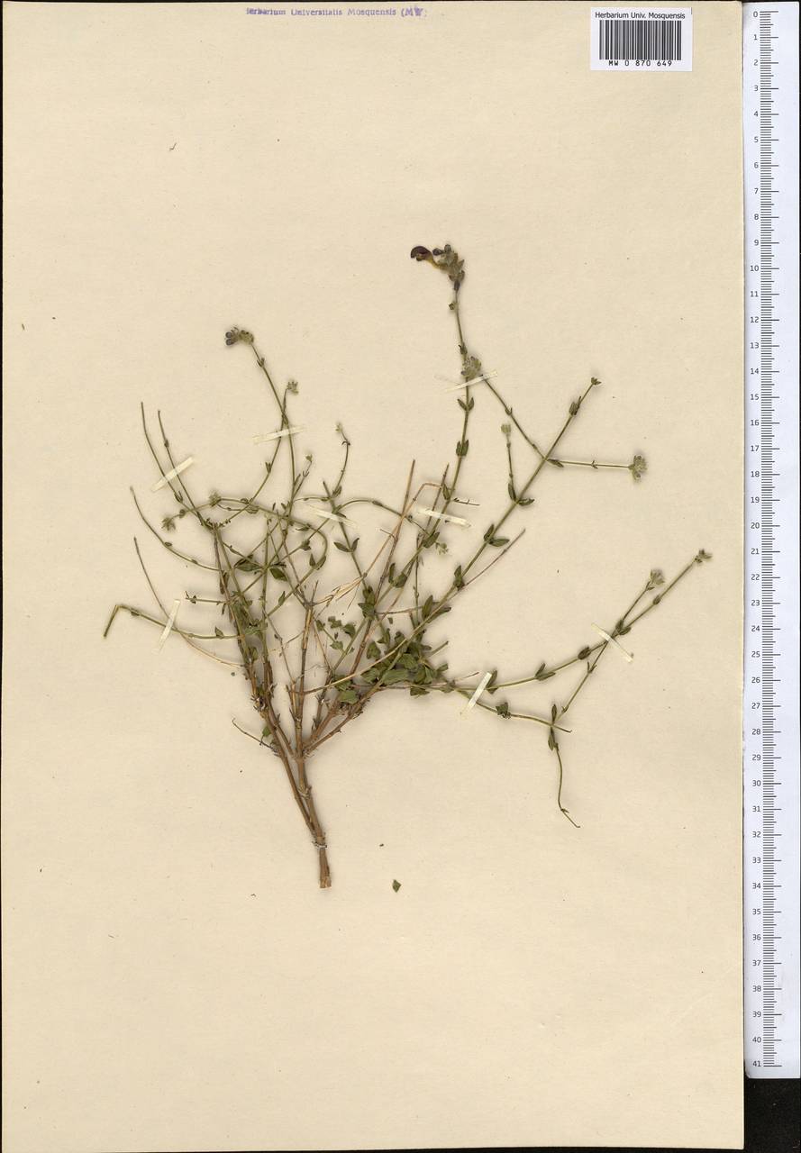 Шлемник оголенный Vved., Средняя Азия и Казахстан, Памир и Памиро-Алай (M2)