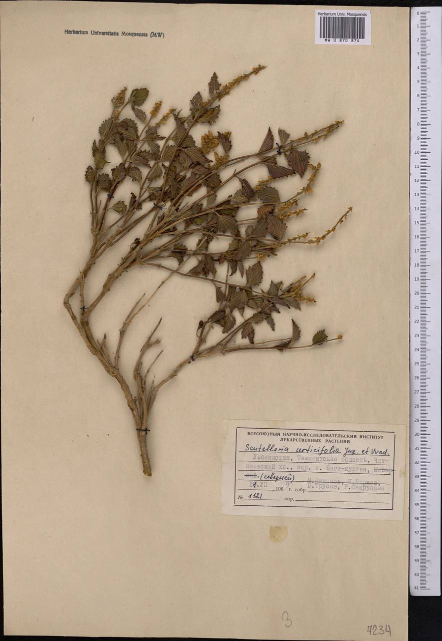 Scutellaria urticifolia Juz. & Vved., Средняя Азия и Казахстан, Западный Тянь-Шань и Каратау (M3) (Узбекистан)