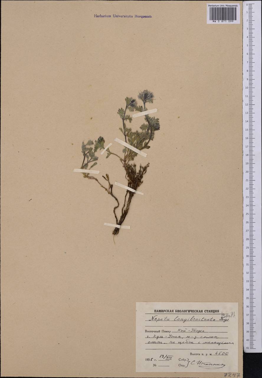 Nepeta longibracteata Benth., Средняя Азия и Казахстан, Памир и Памиро-Алай (M2) (Таджикистан)