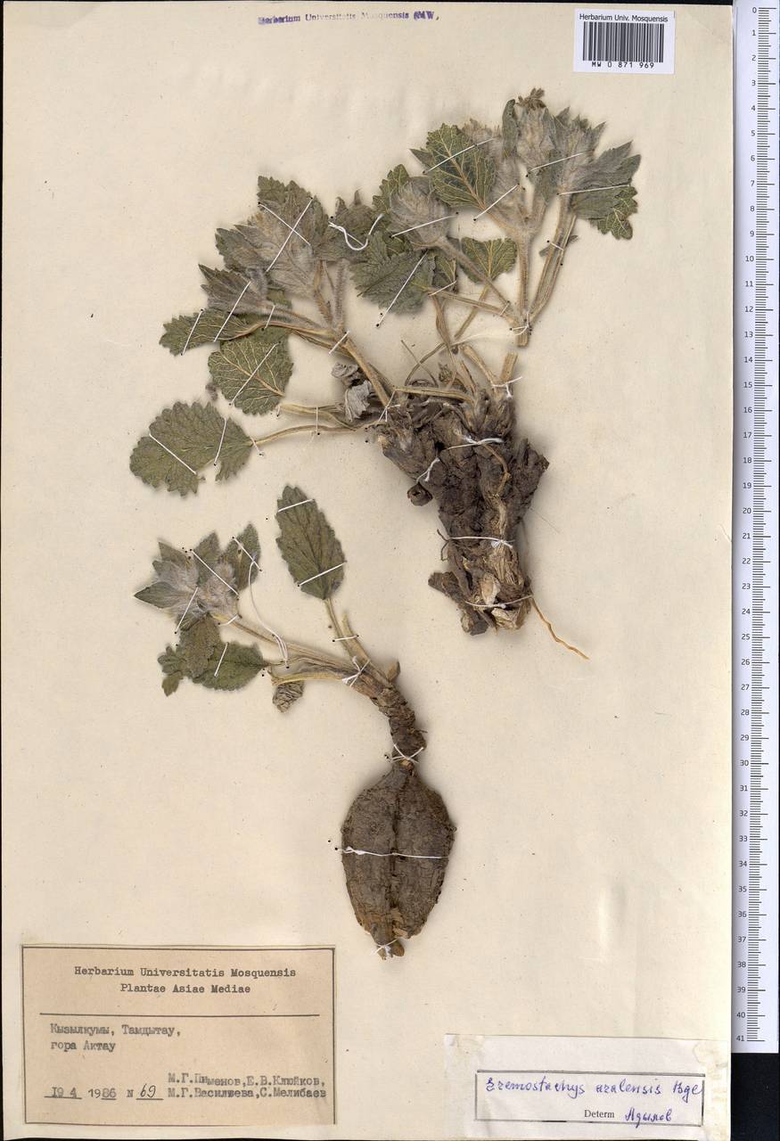 Phlomoides aralensis (Bunge) Salmaki, Средняя Азия и Казахстан, Сырдарьинские пустыни и Кызылкумы (M7) (Узбекистан)