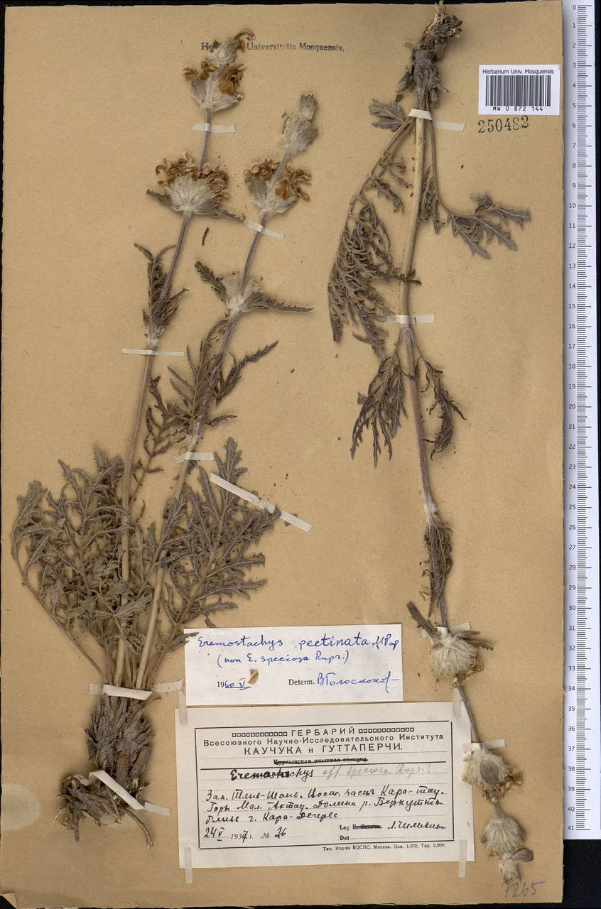 Phlomoides pectinata (Popov) Adylov, Kamelin & Makhm., Средняя Азия и Казахстан, Западный Тянь-Шань и Каратау (M3) (Казахстан)