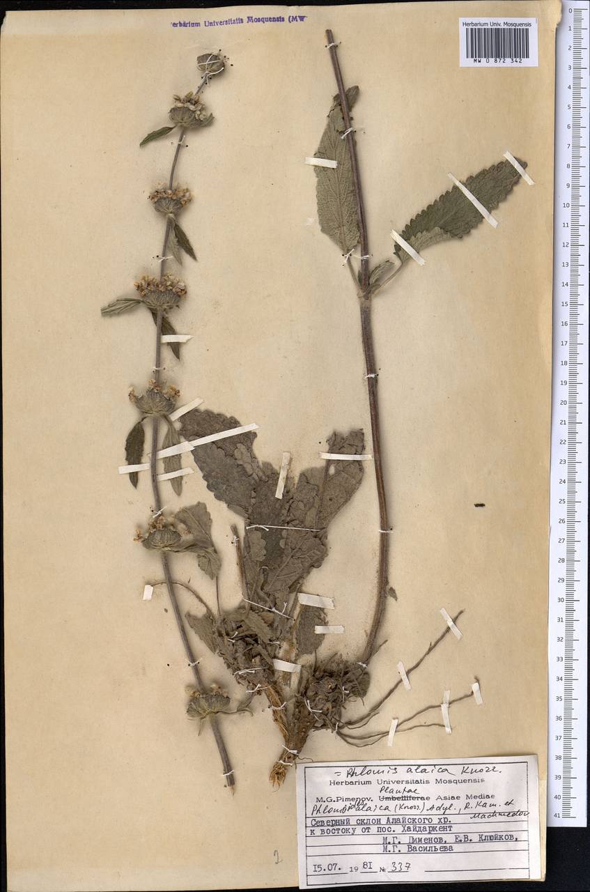 Phlomoides alaica (Knorring) Adylov, Kamelin & Makhm., Средняя Азия и Казахстан, Памир и Памиро-Алай (M2) (Киргизия)