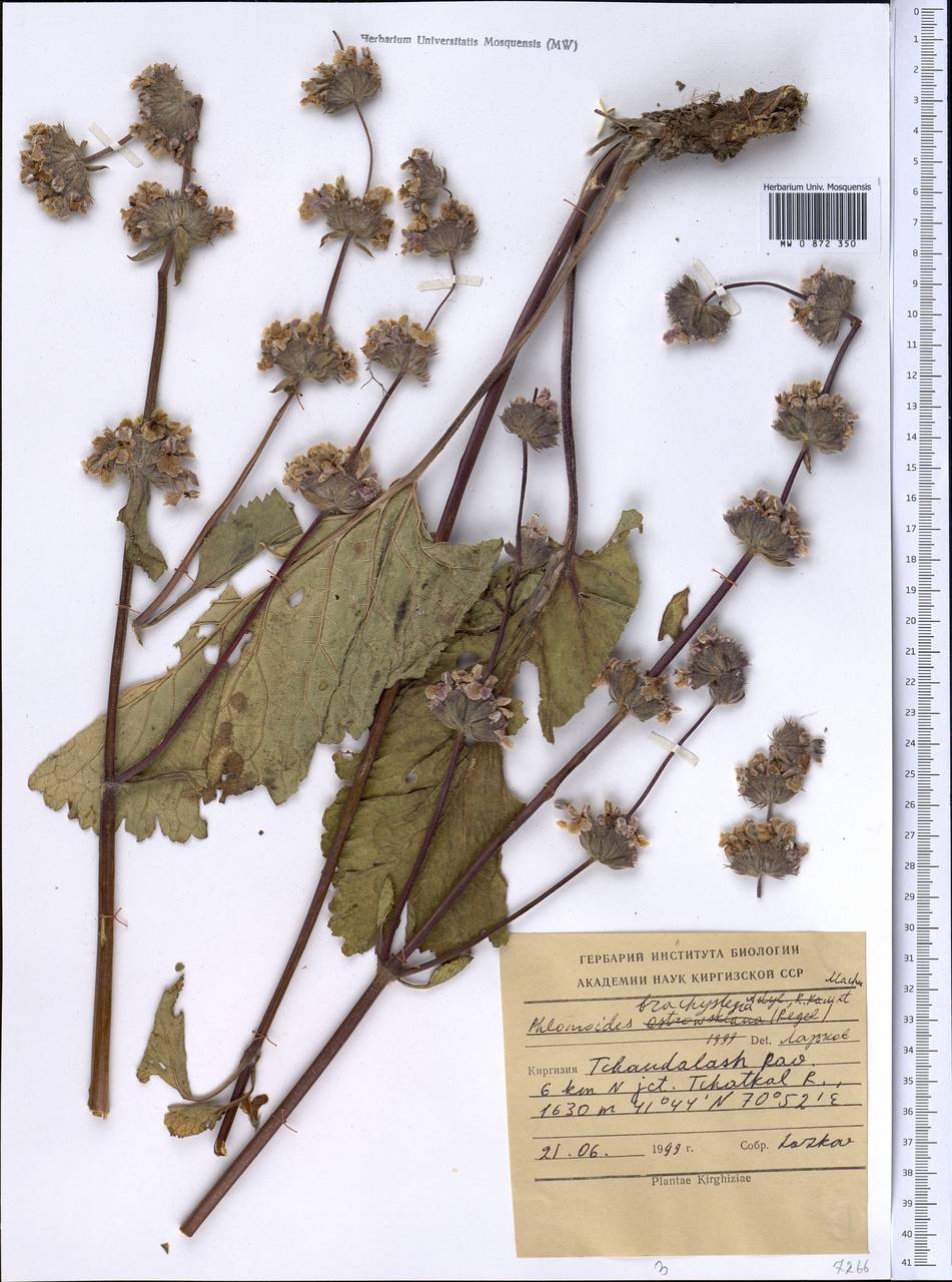 Зопничек короткоприцветниковый (Bunge) Adylov, Kamelin & Makhm., Средняя Азия и Казахстан, Западный Тянь-Шань и Каратау (M3) (Киргизия)