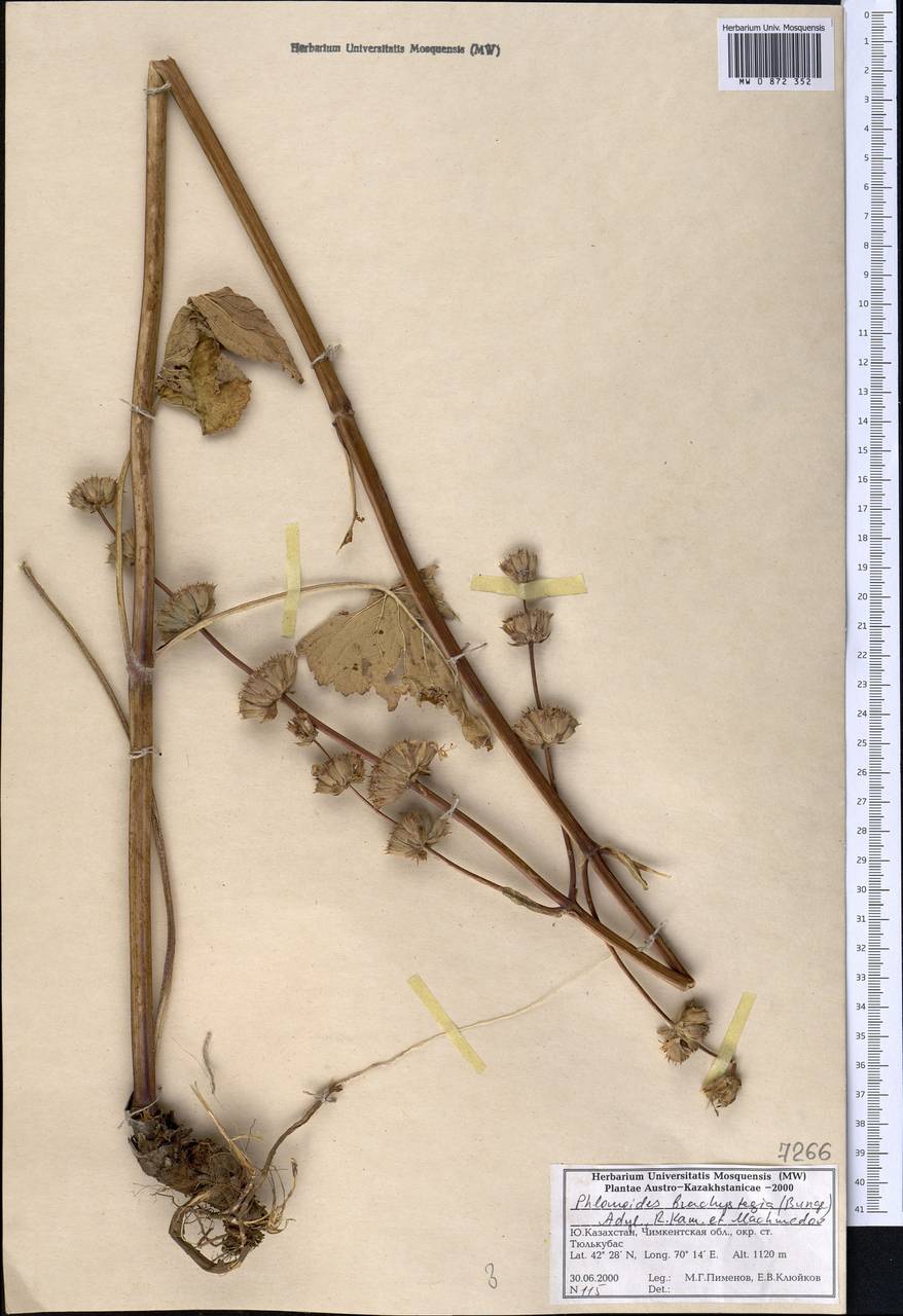 Зопничек короткоприцветниковый (Bunge) Adylov, Kamelin & Makhm., Средняя Азия и Казахстан, Западный Тянь-Шань и Каратау (M3) (Казахстан)