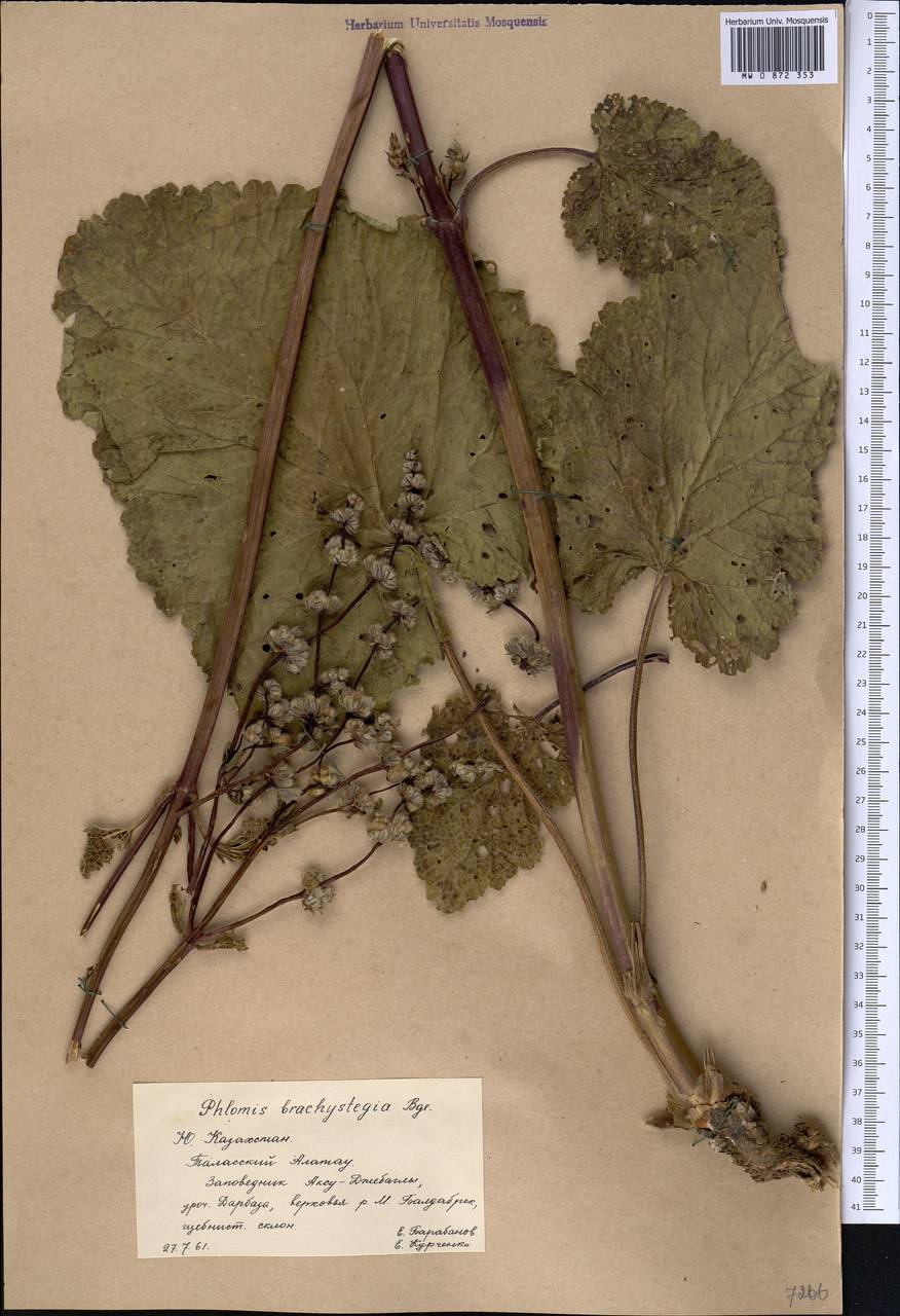 Зопничек короткоприцветниковый (Bunge) Adylov, Kamelin & Makhm., Средняя Азия и Казахстан, Западный Тянь-Шань и Каратау (M3) (Казахстан)