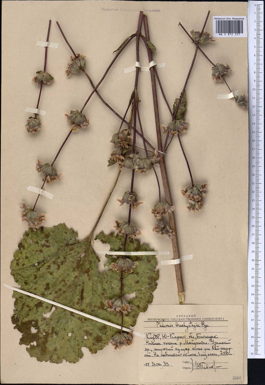 Зопничек короткоприцветниковый (Bunge) Adylov, Kamelin & Makhm., Средняя Азия и Казахстан, Западный Тянь-Шань и Каратау (M3) (Узбекистан)