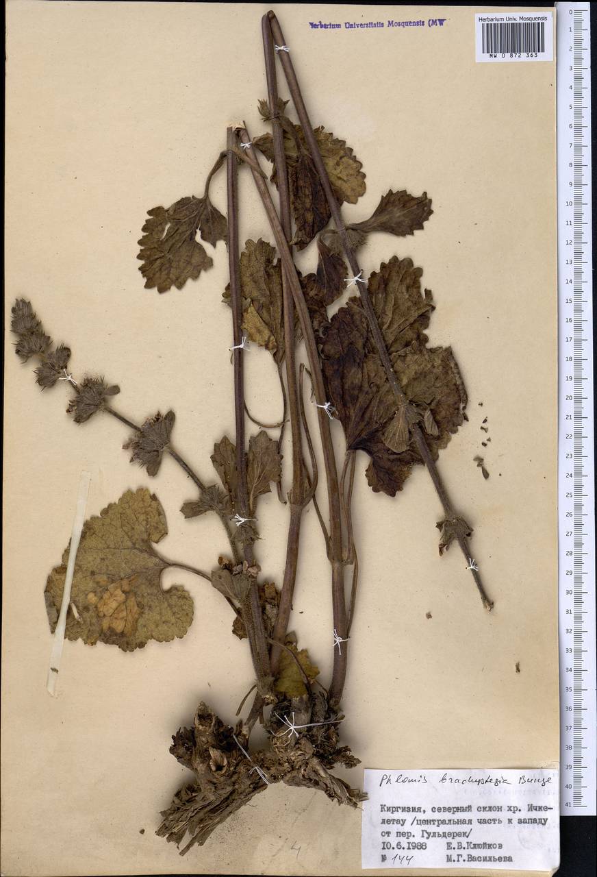 Зопничек короткоприцветниковый (Bunge) Adylov, Kamelin & Makhm., Средняя Азия и Казахстан, Северный и Центральный Тянь-Шань (M4) (Киргизия)