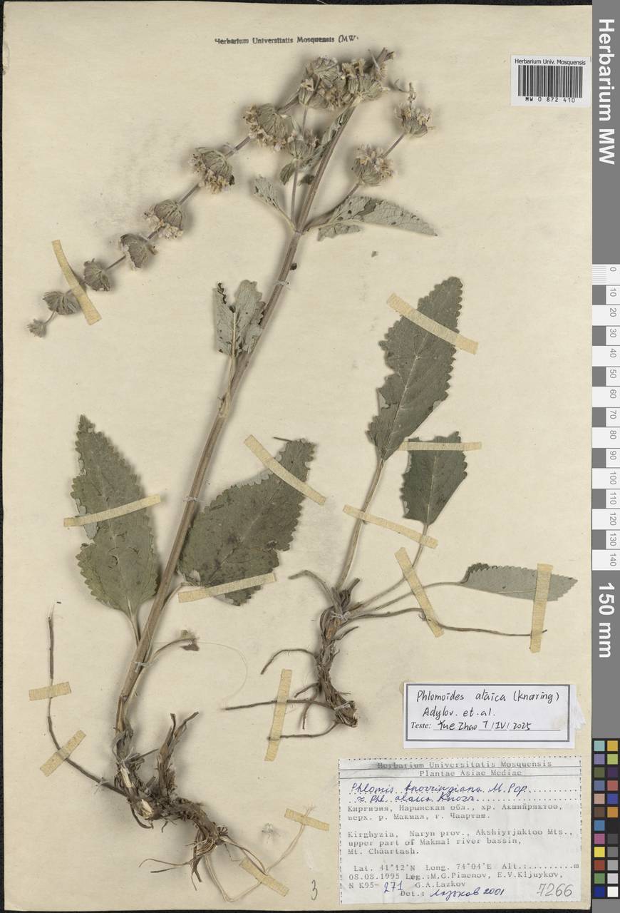 Phlomoides alaica (Knorring) Adylov, Kamelin & Makhm., Средняя Азия и Казахстан, Северный и Центральный Тянь-Шань (M4) (Киргизия)