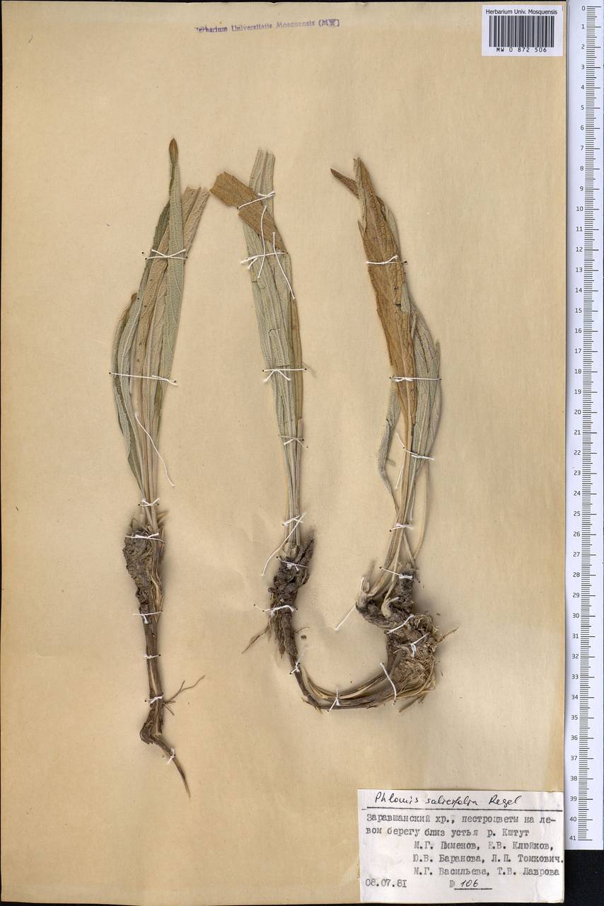 Зопник иволистный Regel, Средняя Азия и Казахстан, Памир и Памиро-Алай (M2) (Таджикистан)