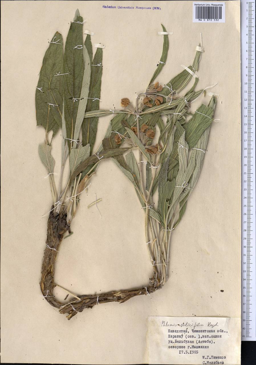 Зопник иволистный Regel, Средняя Азия и Казахстан, Западный Тянь-Шань и Каратау (M3) (Казахстан)