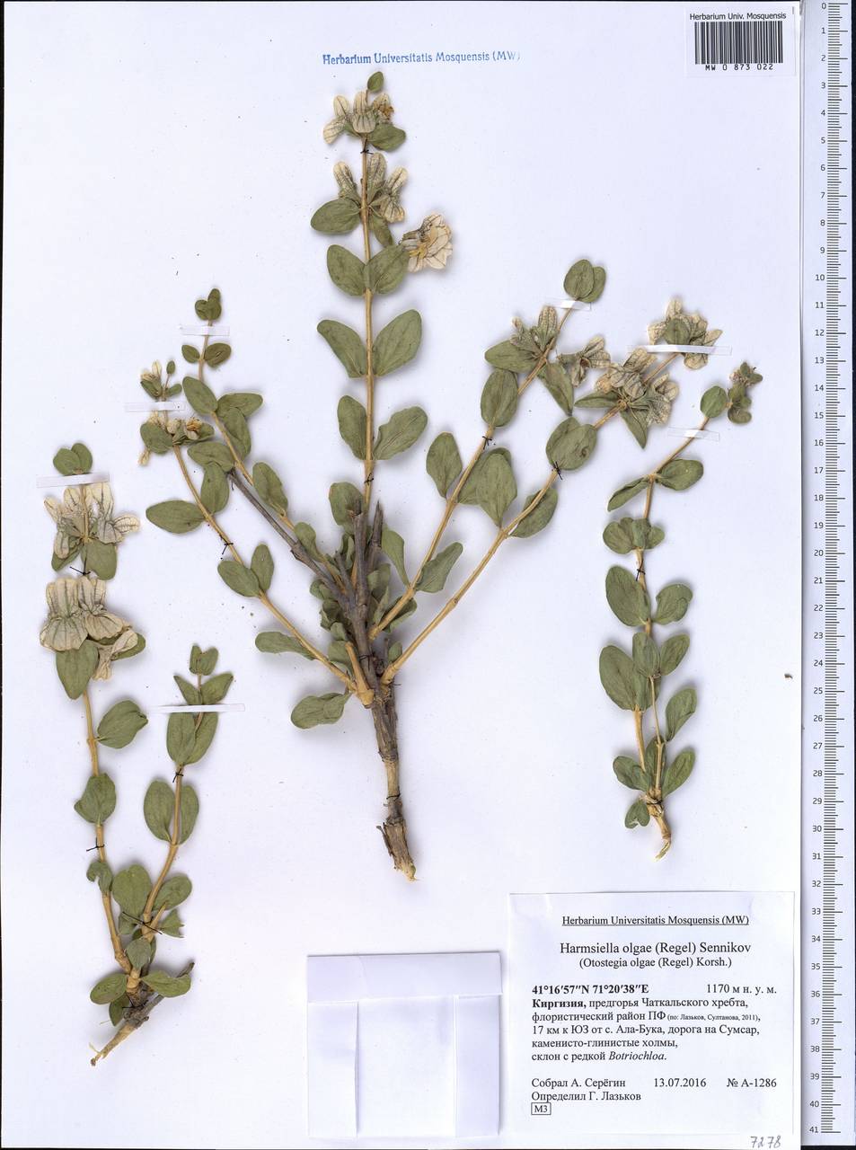 Молюцелла Ольги (Regel) Ryding, Средняя Азия и Казахстан, Западный Тянь-Шань и Каратау (M3) (Киргизия)