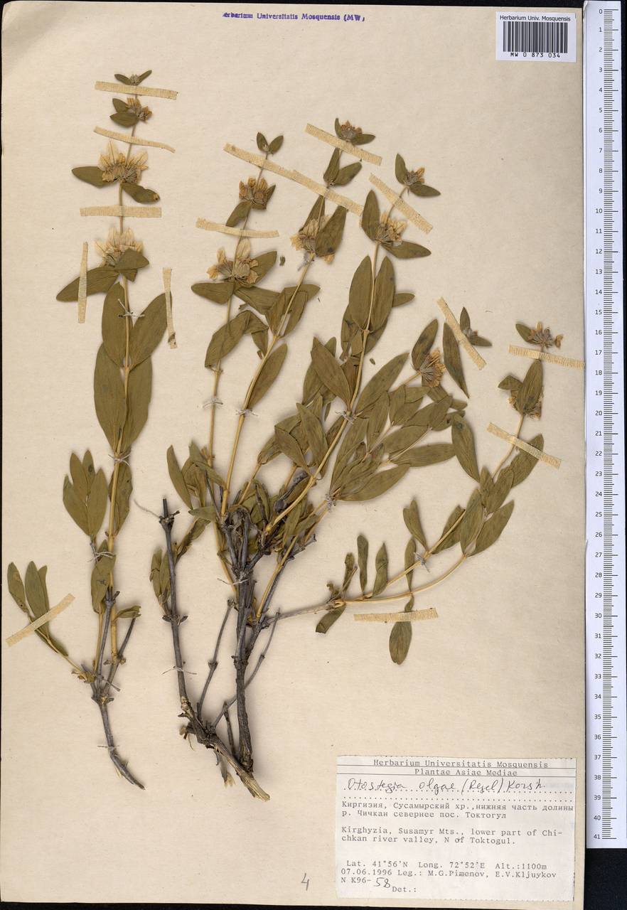 Молюцелла Ольги (Regel) Ryding, Средняя Азия и Казахстан, Западный Тянь-Шань и Каратау (M3) (Киргизия)