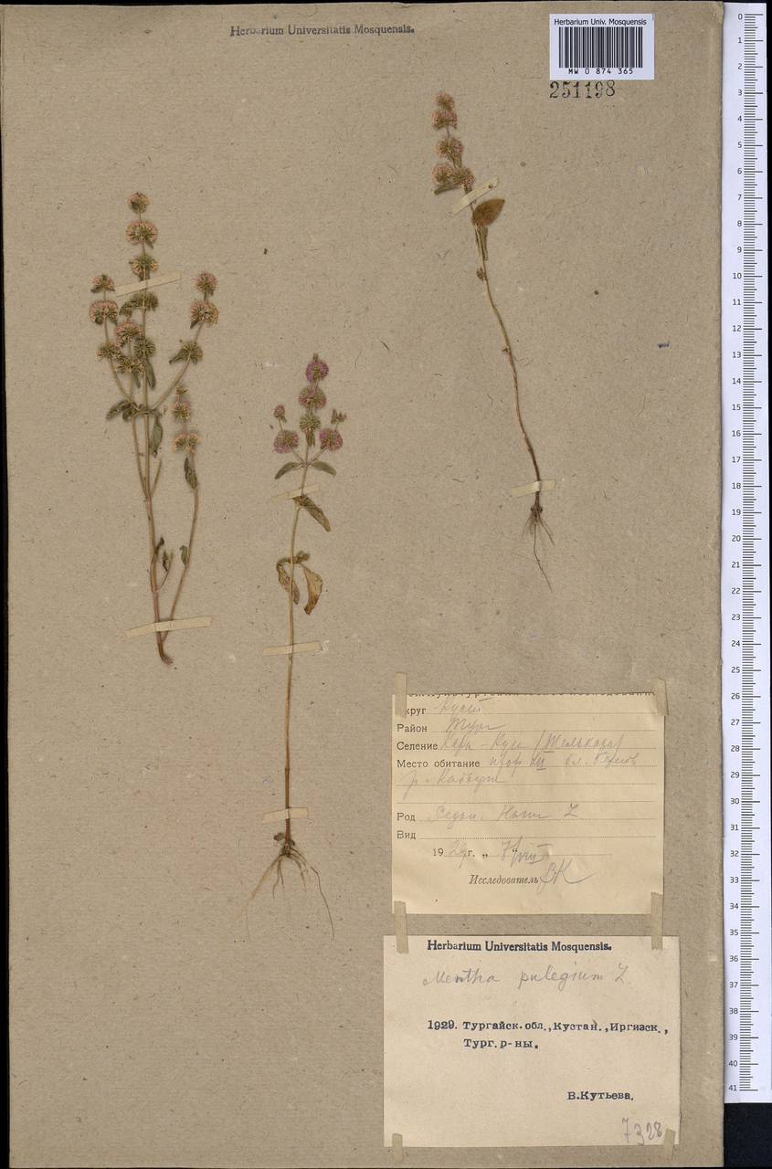 MW0874365, Mentha Micrantha (Мята мелкоцветковая), Specimen