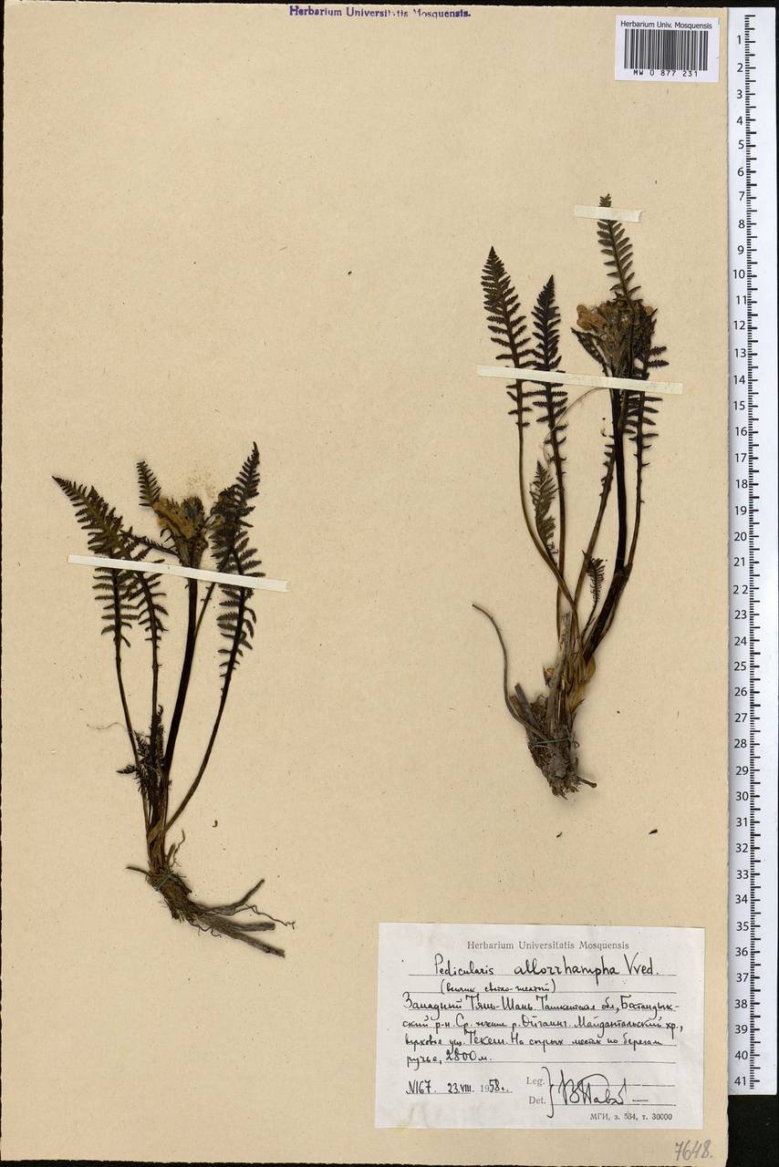Pedicularis allorrhampha Vved., Средняя Азия и Казахстан, Западный Тянь-Шань и Каратау (M3) (Узбекистан)