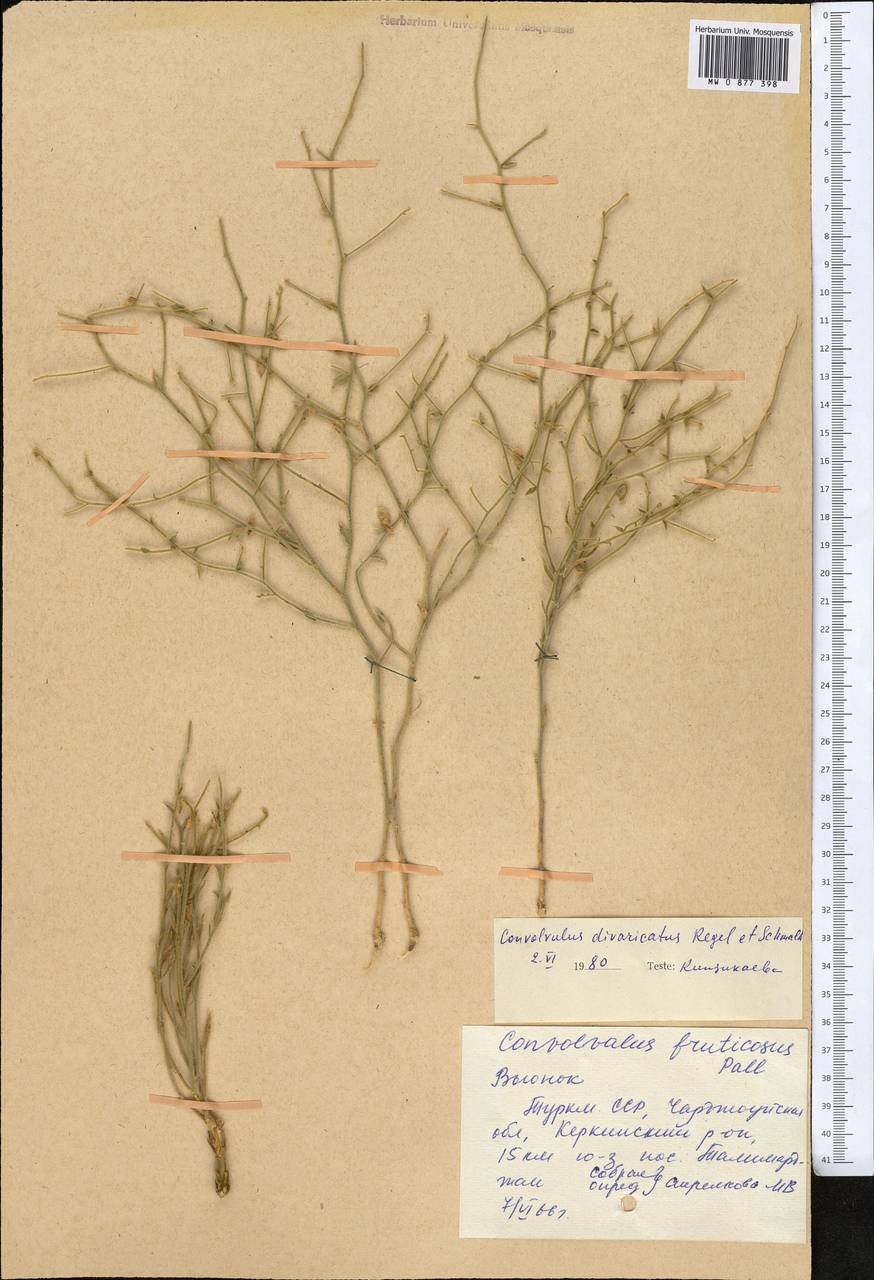Вьюнок растопыренный Regel & Schmalh., Средняя Азия и Казахстан, Каракумы (M6) (Туркмения)