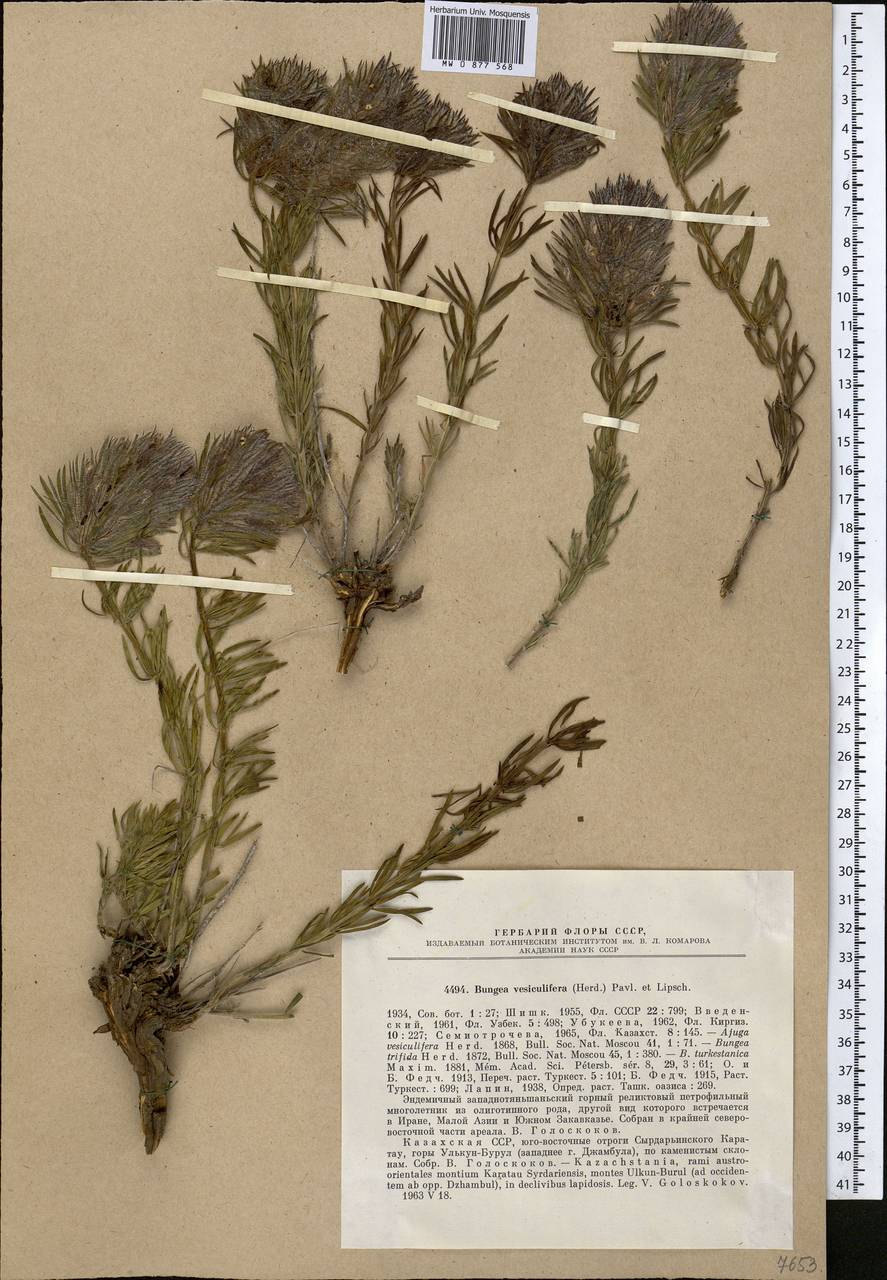 Бунгея вздувающаяся (Herd.) Pavl. & Lipsch., Средняя Азия и Казахстан, Западный Тянь-Шань и Каратау (M3) (Казахстан)