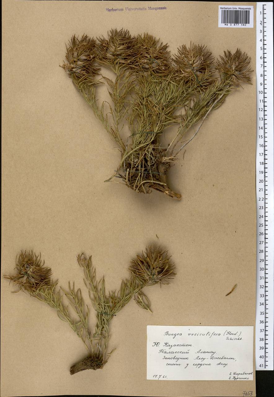 Бунгея вздувающаяся (Herd.) Pavl. & Lipsch., Средняя Азия и Казахстан, Западный Тянь-Шань и Каратау (M3) (Казахстан)