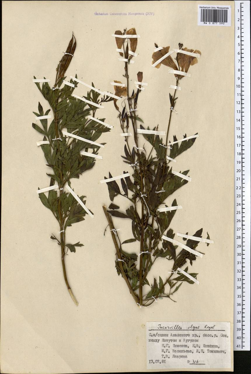 Инкарвиллея Ольги Regel, Средняя Азия и Казахстан, Памир и Памиро-Алай (M2) (Киргизия)