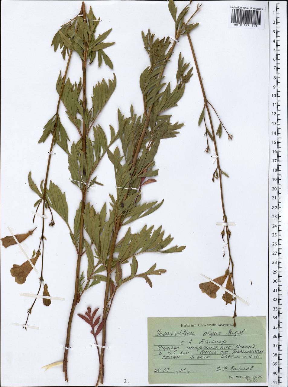 Инкарвиллея Ольги Regel, Средняя Азия и Казахстан, Памир и Памиро-Алай (M2) (Таджикистан)