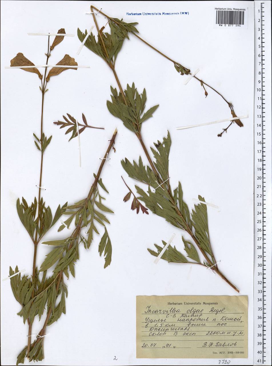 Инкарвиллея Ольги Regel, Средняя Азия и Казахстан, Памир и Памиро-Алай (M2) (Таджикистан)