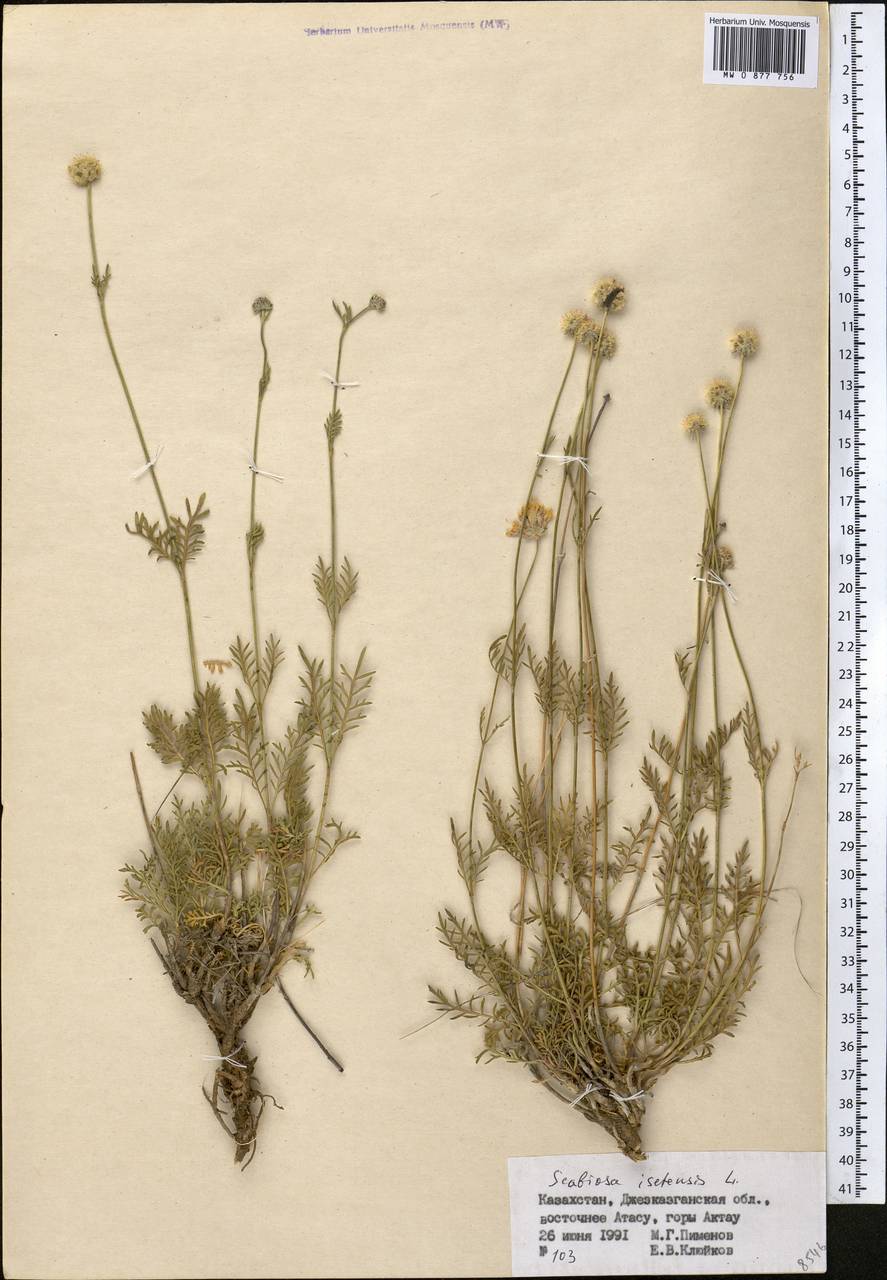 Скабиоза Исетская Scabiosa isetensis l.