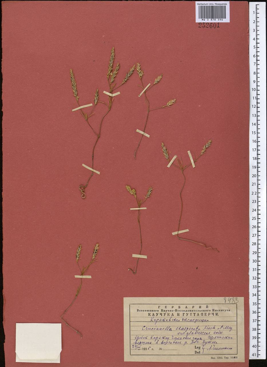 Крестовница шероховатая Fisch. & C.A.Mey., Средняя Азия и Казахстан, Западный Тянь-Шань и Каратау (M3) (Казахстан)