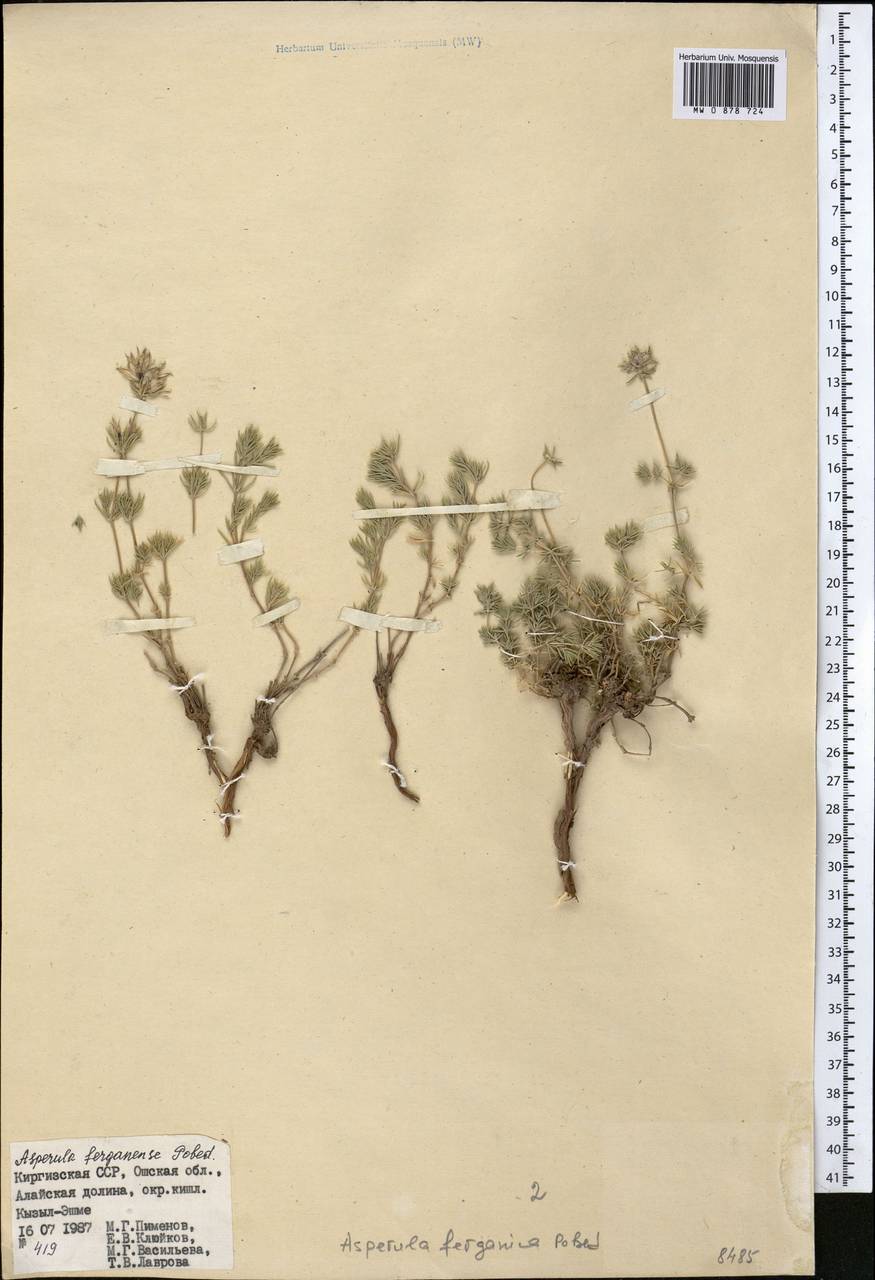 Ясменник памирский (Pobed.) Ehrend. & Schönb.-Tem., Средняя Азия и Казахстан, Памир и Памиро-Алай (M2) (Киргизия)