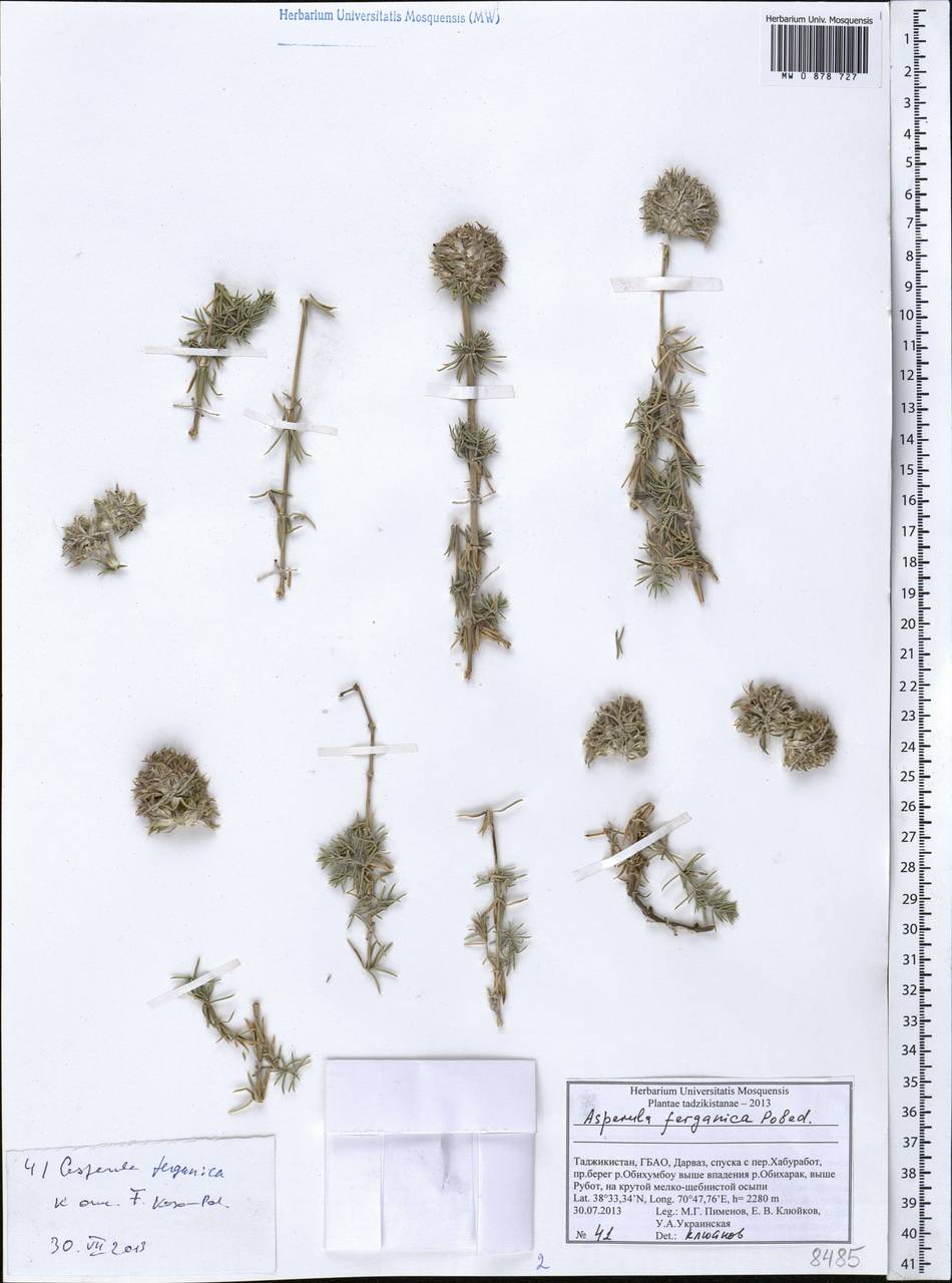 Ясменник памирский (Pobed.) Ehrend. & Schönb.-Tem., Средняя Азия и Казахстан, Памир и Памиро-Алай (M2) (Таджикистан)