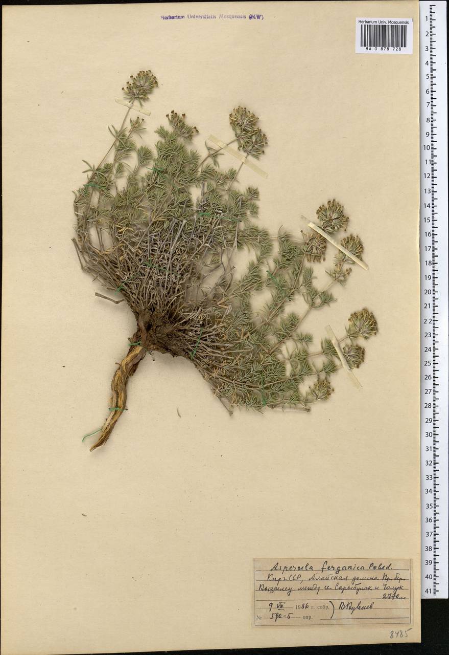 Ясменник памирский (Pobed.) Ehrend. & Schönb.-Tem., Средняя Азия и Казахстан, Памир и Памиро-Алай (M2) (Киргизия)