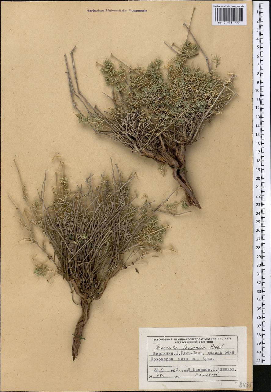 Ясменник памирский (Pobed.) Ehrend. & Schönb.-Tem., Средняя Азия и Казахстан, Северный и Центральный Тянь-Шань (M4) (Киргизия)