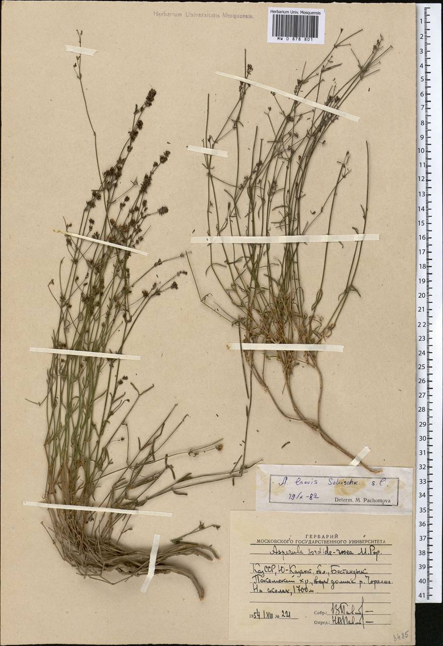 Asperula oppositifolia subsp. pseudocynanchica Ehrend., Средняя Азия и Казахстан, Западный Тянь-Шань и Каратау (M3) (Узбекистан)
