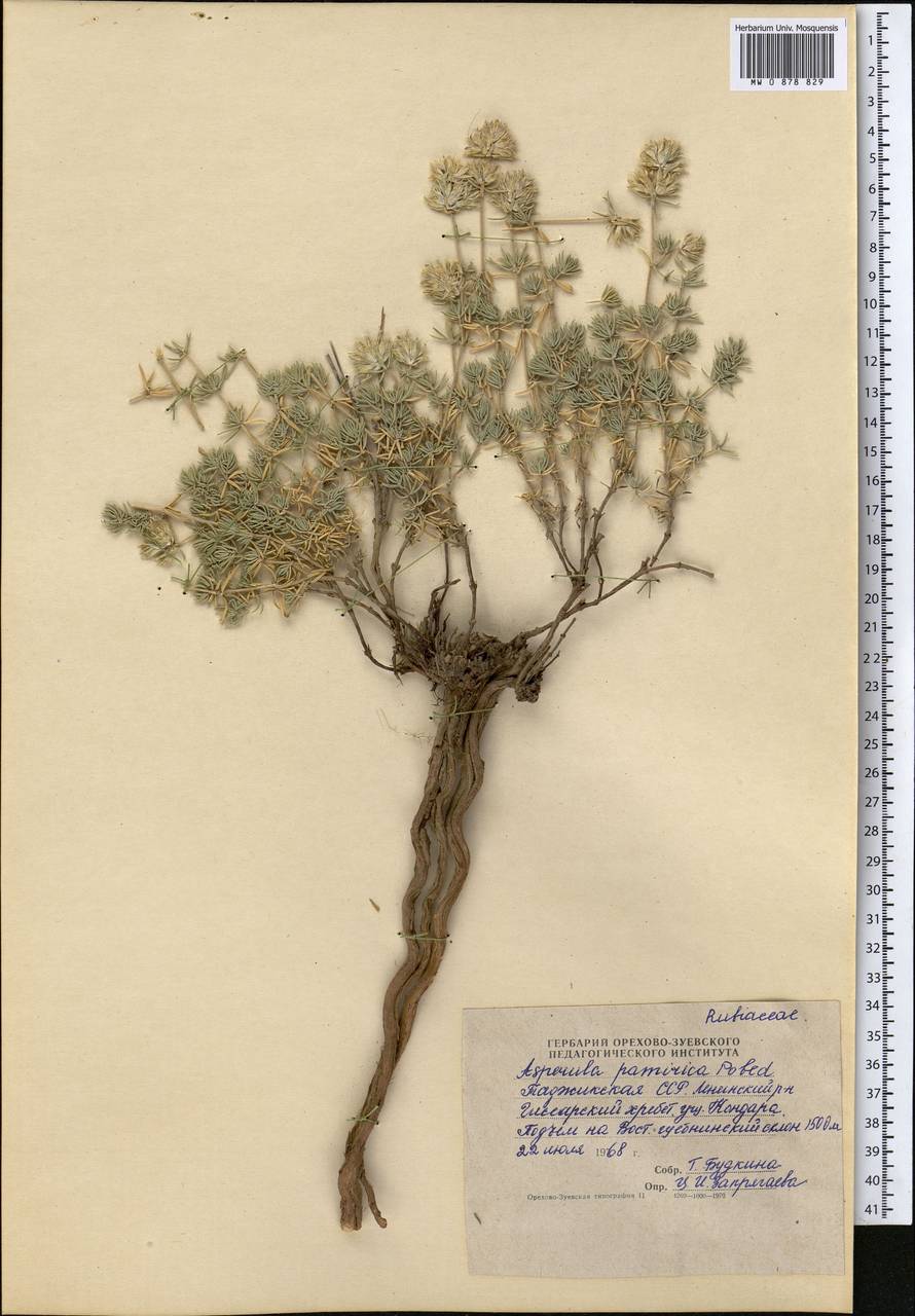 Ясменник памирский (Pobed.) Ehrend. & Schönb.-Tem., Средняя Азия и Казахстан, Памир и Памиро-Алай (M2) (Таджикистан)