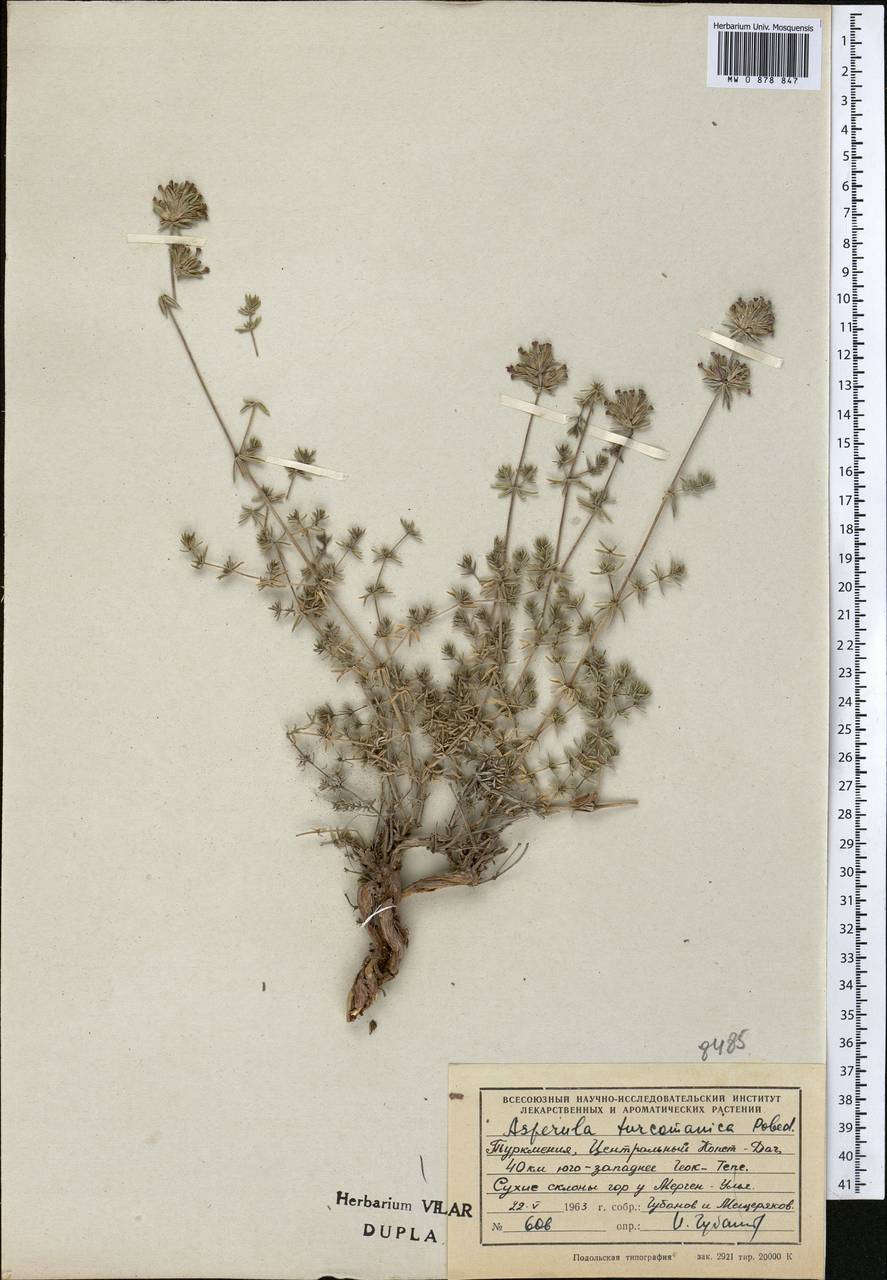 Ясменник туркменский (Pobed.) Ehrend. & Schönb.-Tem., Средняя Азия и Казахстан, Копетдаг, Бадхыз, Малый и Большой Балхан (M1) (Туркмения)