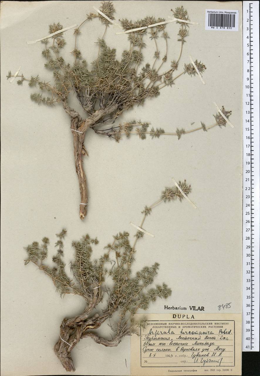 Ясменник туркменский (Pobed.) Ehrend. & Schönb.-Tem., Средняя Азия и Казахстан, Копетдаг, Бадхыз, Малый и Большой Балхан (M1) (Туркмения)