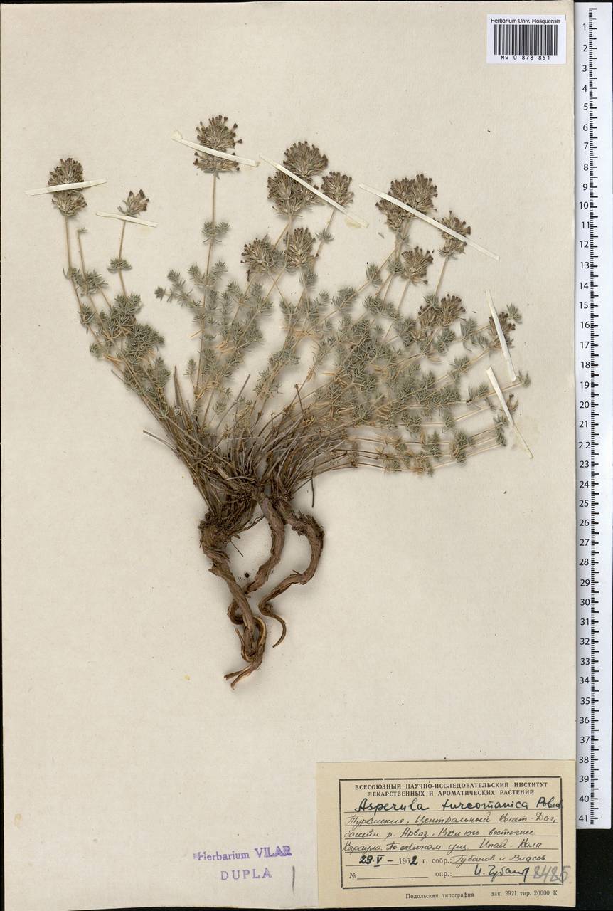 Ясменник туркменский (Pobed.) Ehrend. & Schönb.-Tem., Средняя Азия и Казахстан, Копетдаг, Бадхыз, Малый и Большой Балхан (M1) (Туркмения)